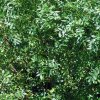 Fraxinus angustifolia